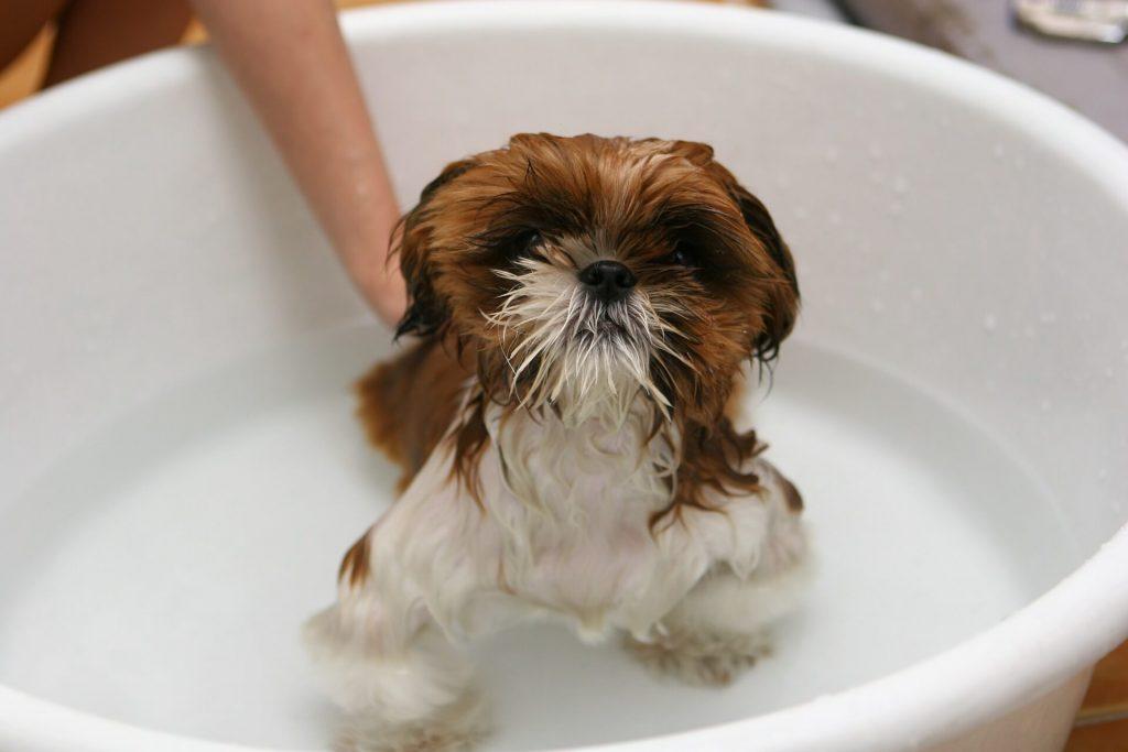 baño en perros
