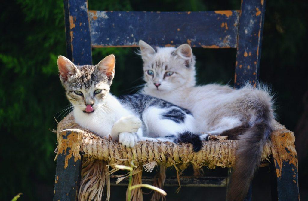 sarna en perros y gatos