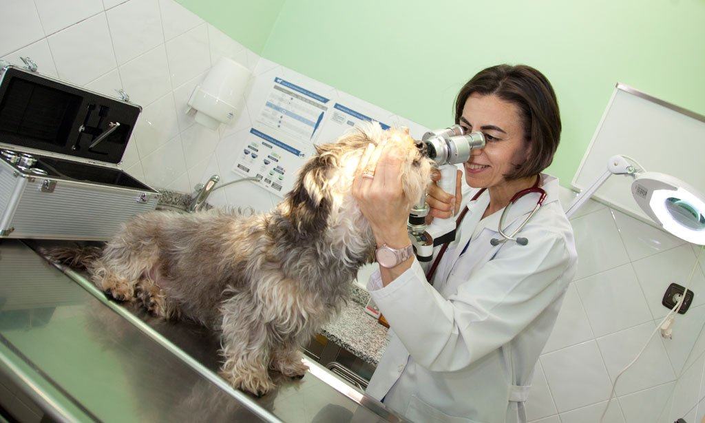 clinica veterinaria en leon Maria J Cabeza