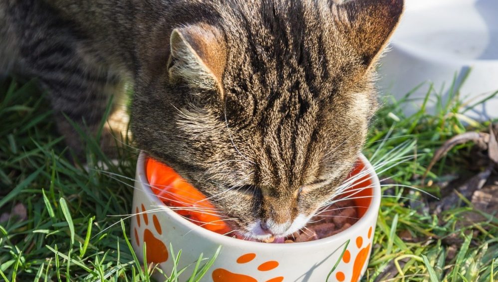 Nuevo tratamiento vía oral para la diabetes en gatos