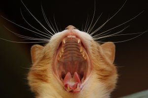 odontología-felina-en-León-gatos-León-medicina-felina-en-León-clinica-veterinaria-María-J.Cabeza