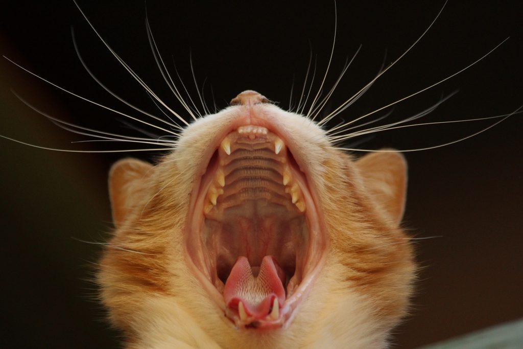 Gingivitis en gatos