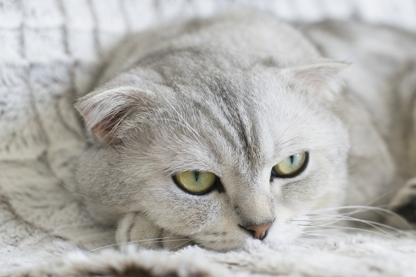 Mata Gruñido elemento Como saber si un gato tiene fiebre » veterinaria León