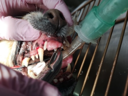 cirugia maxilofacial en perros en Leon-dentista veterinario-epulis perros-oncologia veterinaria-salud bucal mascotas