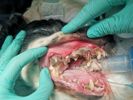 limpieza-dental-perros-medicina-preventiva-veterinaria-clinica-veternaria-en-Leon