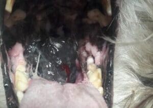 melanoma-maligno-perros-cirugia-oncologica-en-perros-en-Leon-dentista-veterinario-Leon