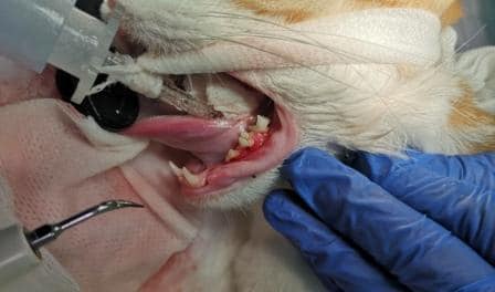 gingivitis-en-gatos-medicina-felina-leon-clinica-veterinaria-Maria-J-Cabeza
