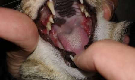 gingivoestomatitis-cronica-felina-odontologia-felina-en-leon-odontologo-especialista-en-gatos-leon