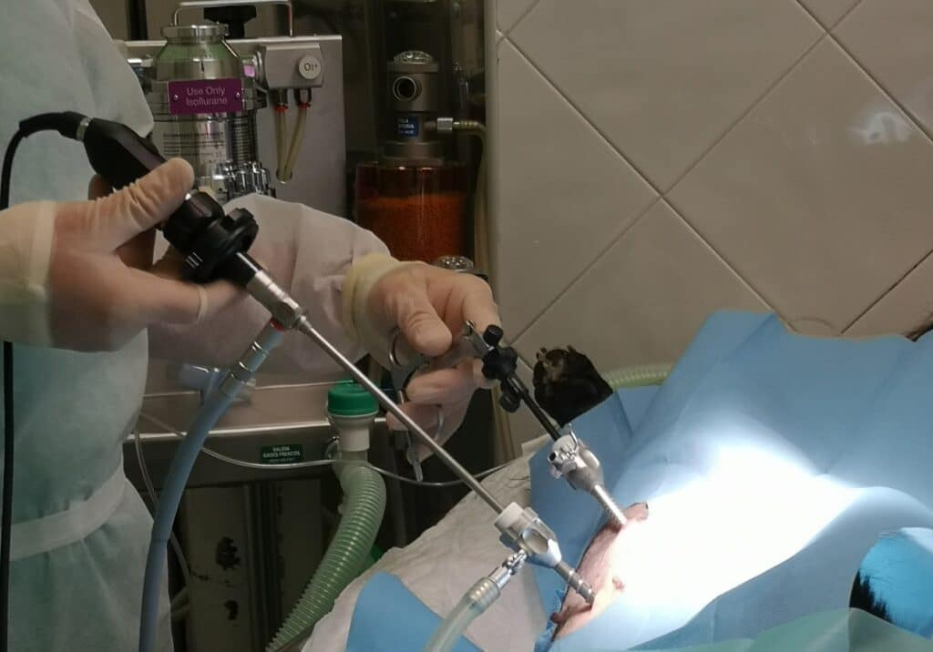 ovariectomia laparoscopica veterinaria